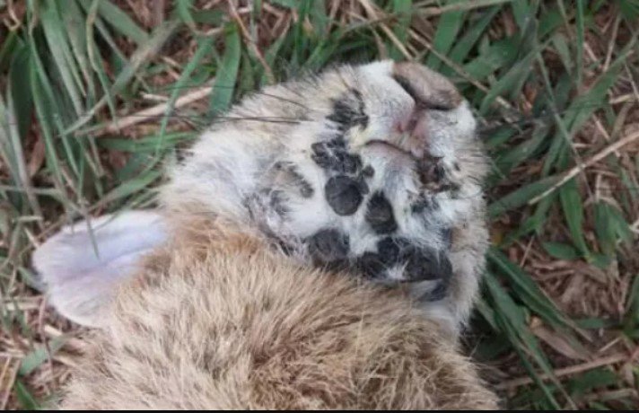 Conejos con “tentáculos” avistados en Colorado